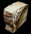 Small Sequoia Petrified Wood Bookends - Oregon #4488-2